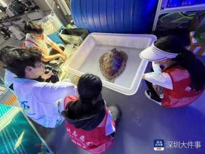 深圳大鹏新区兴起净滩环保等三维融合志愿服务模式，宣告旅游新风尚