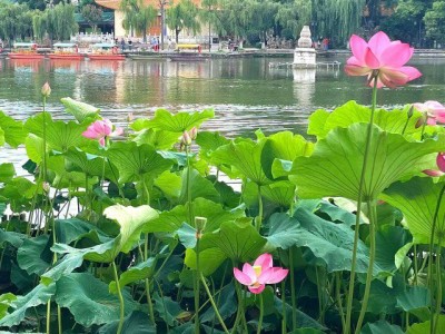 昆明大观公园荷花盛开 三色交织，外省游客纷至沓来