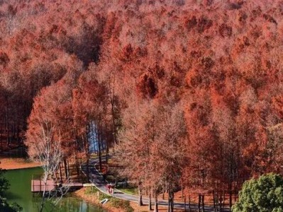 上海横沔公园杉林走红！开园月游客近10万，背后藏啥秘密？