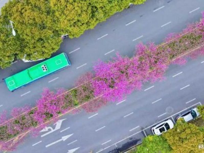 观山湖区石标路紫荆花盛放，吸引众多市民前来赏景打卡