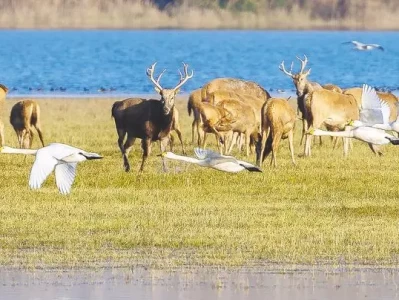 从诺亚方舟到东方乐园：探索神话与现代主题公园的文化之旅：4位亲历者见证中国麋鹿保护的传奇故事