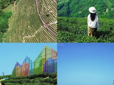 小渔行旅日记：逛陕川交界小重庆紫阳，邂逅治愈高山茶园