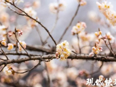 南京玄武湖樱洲樱桃园樱桃花盛放，花期短错过等一年