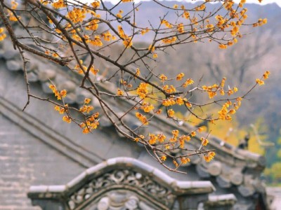 冬日泰山普照寺赏景指南，蜡梅、观音像与光影交织的美