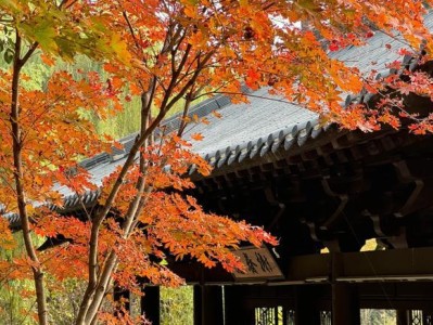 枫叶醉红，银杏铺金！郑州西流湖公园秋色正浓，亲子游玩正当时