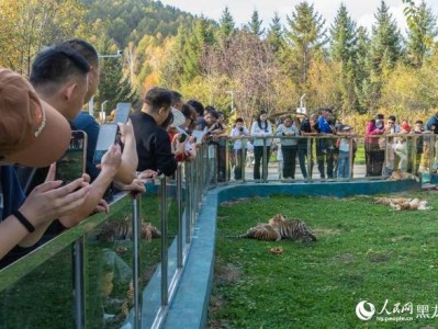 十一假期牡丹江成热门打卡地，横道河子东北虎林园魅力十足
