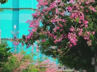 川兴大道蜕变记：从坑洼土路到宽阔坦途，异木棉见证二十年巨变