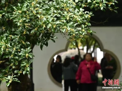 10月31日杭州满觉陇村桂花盛放，满陇桂雨迎来最佳观赏期
