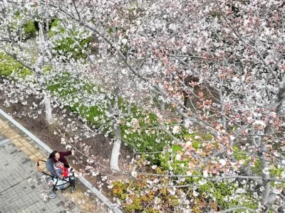 淮安淮阴区历史久底蕴厚，樱花园与刘老庄连纪念园成旅游亮点