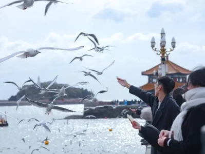 青岛海鸥季开启冬季旅游新篇章：十万只海鸥如约而至，畅游齐鲁山海冬韵