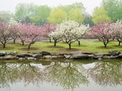 圆明园踏青节开幕 赏花寻十二花神