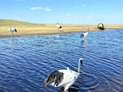 齐齐哈尔旅游攻略：丹顶鹤之乡的北国美景与百年烟火，必玩景点+特色美食全指南