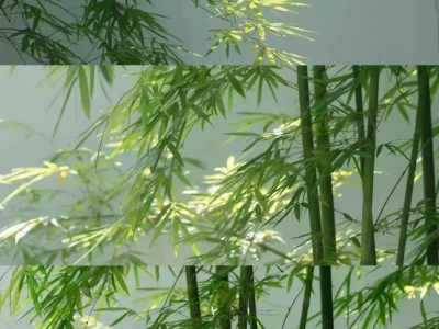 霍山县诸佛庵镇！万亩竹海千亩茶园，大别山第一竹海竹文化馆韵味足