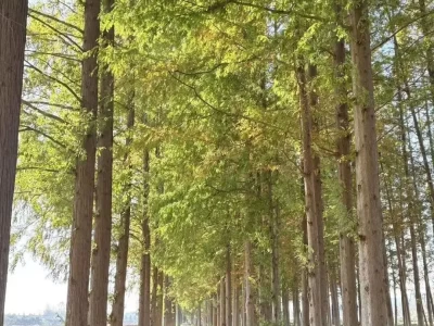 安徽滁州：十里长杉爱情大道，1314米与520米的浪漫巧思与四季之美