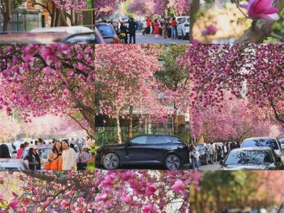 西安高新一路成最美玉兰大道，正值最佳观赏期