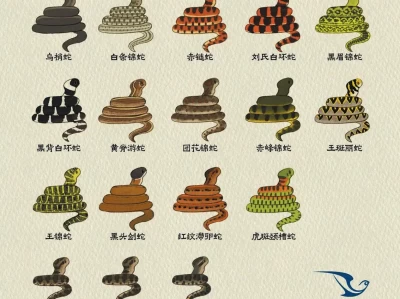 游客在国家植物园樱桃沟景区发现赤链蛇出没，有毒吗？咋应对？