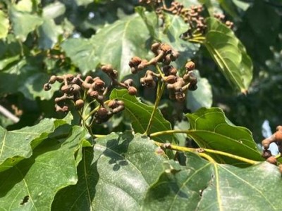 梅渚古村游记：宋代遗韵与现代交融，二十余分钟即达的静谧之旅