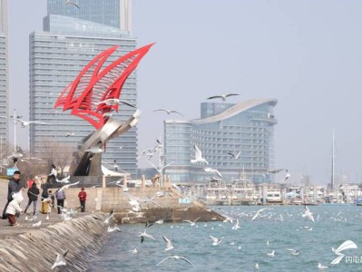 日照海边迎来海鸥观赏旺季，大批市民游客前来打卡拍照