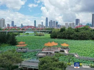 深圳荷花赏启幕！洪湖公园17万平荷塘超百万朵荷花绽放