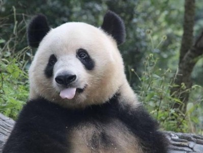天府之肺·熊猫雅安：文旅融合新突破，如何吸引更多游客？