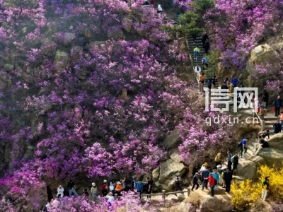 青岛3月文旅消费活动来袭！十大主题线路带你赏春日繁花