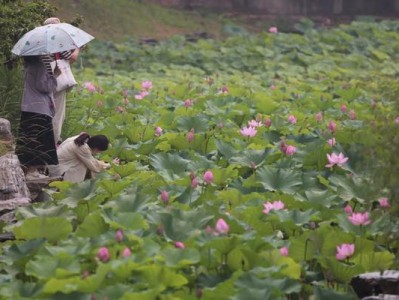 6月28日圆明园第三十届荷花节开幕，有啥精彩看点？