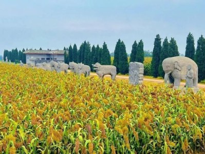 巩义宋陵公交专线增开啦！5元票价带你领略秋日神道石刻之美