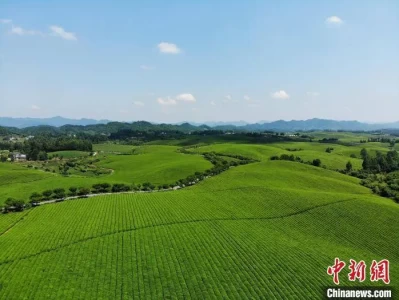 6月12日贵州湄潭中国茶海景区绿意盎然，游客纷至沓来