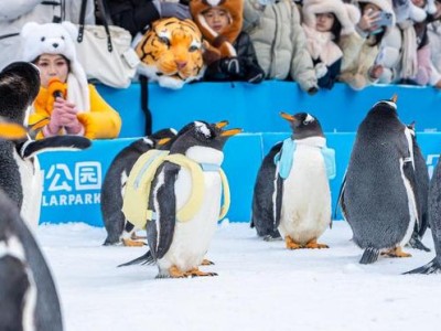 元旦哈尔滨极地公园活动超燃！国内外游客共赴‘极地新年’狂欢