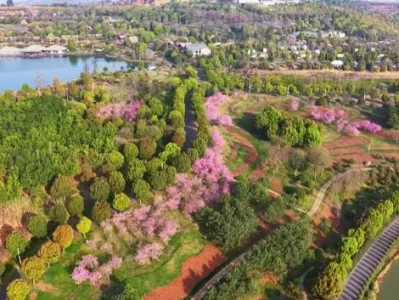 阳春三月弥勒太平湖森林公园鲜花盛放，成踏春热门地
