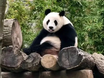 六一亲子游去哪？成都熊猫+古蜀探秘，酒店预订涨80%