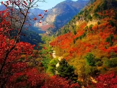 秋霜染太行，石家庄西部山区赏叶胜地藏秋日密码