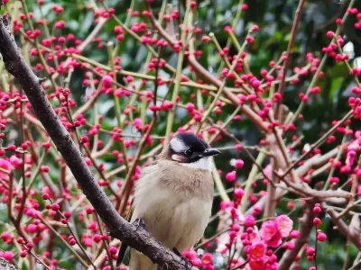 2月上海梅花盛放，海湾、曲水园、莘庄公园赏梅好去处