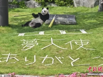 离别氛围弥漫日本冒险世界园区，民众不舍大熊猫离去