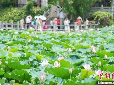 5月27日广西南宁狮山公园荷花盛开，游人赏花觅凉