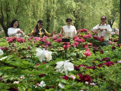 济宁千亩牡丹花开正盛，汉服游园正当时