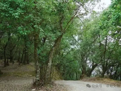 寻甸深度探秘之旅：钟灵山国家森林公园，历史与自然交融