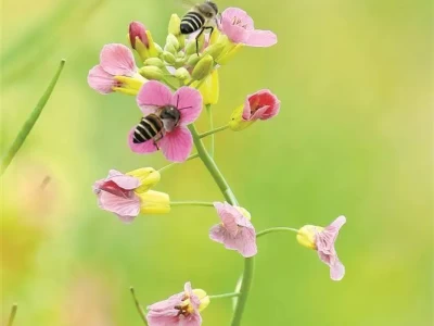 厦门赏花攻略来啦！热门赏花点、花期及交通指南请查收