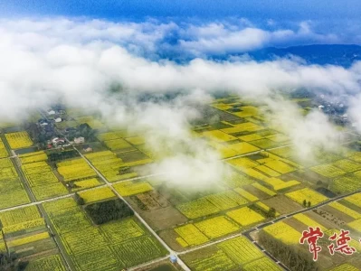 常德白麟洲千亩油菜花海 坐船上岛过向往的春天
