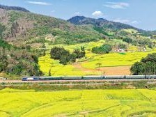 三八节昆明迎最佳赏花时 铁路助力游客便捷赴春约