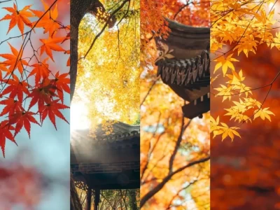 上海秋日园林攻略：秋霞圃红叶盛宴，10元赏天花板级别深秋景