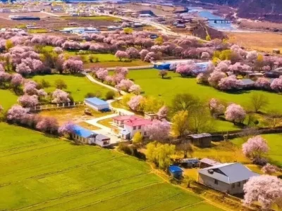2026林芝桃花花期预测！早花与盛花期观赏地推荐