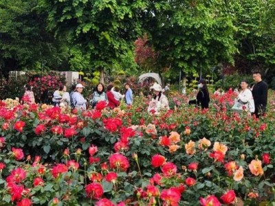 郑州月季花展4月24日开启 赏花打卡好去处