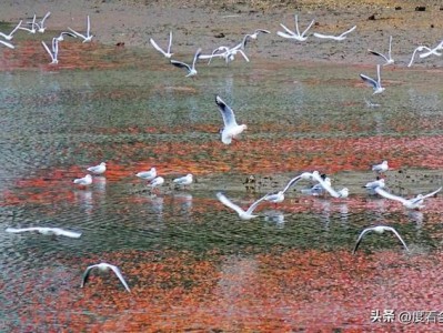 青岛唐岛湾冬日晚霞与红嘴鸥：绝美光影交织，治愈系生态大片这样拍