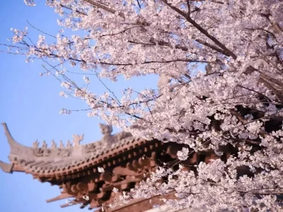 鄢陵冬天怎么玩？赏冠天下蜡梅、泡温泉攻略，12月到2月正好