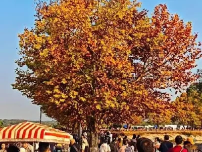 成都青龙湖梧桐小道爆红！金黄落叶铺就冬日大片，万人打卡的网红胜地