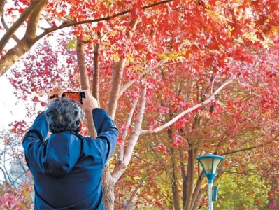 玉渊潭秋色正浓！彩叶变色率超85%，金黄橙红交织的立体画卷