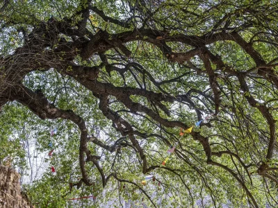 新密伏羲山惊现山海经记载古树，或是徐霞客游嵩山见证？
