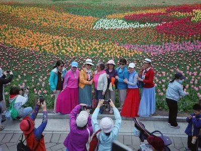 国家植物园郁金香花海盛开 周末赏花好去处