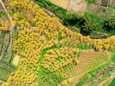 长泰旅游攻略：赏花露营泡温泉，2025年游客暴增的秘密